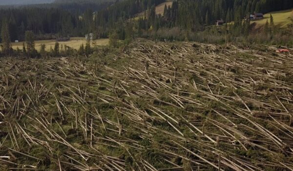 La Regione Veneto racconta l’infestazione del bostrico con un docufilm