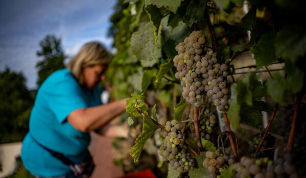 Coldiretti, serve patto con la ristorazione per rilanciare vino negli Usa